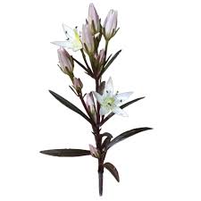 Image result for Swertia