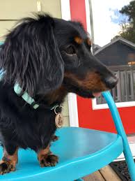 The dachshund was used to go underground to fight badgers. Sailor Magnolia My Sweet Long Haired Black And Tan Miniature Dachshund Hunde