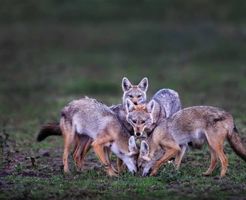 Jackal | African Wildlife Foundation