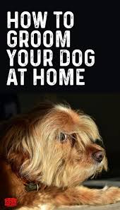 7 Diy Dog Grooming Tips For Home Good Doggies Online In 2020 Dog Grooming Tips Diy Dog Stuff Dog Grooming