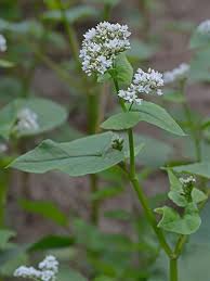 Image result for Fagopyrum esculentum