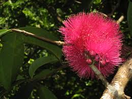 Image result for Syzygium niassense