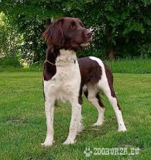 Image result for Malý münsterlandský ohař