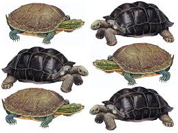 What S The Difference Between A Turtle And A Tortoise Turtle Tortoise Turtle Silhouette