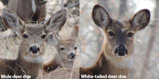 A Quick Guide To Differentiate Mule Deer From White Tailed