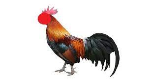 Rahasia ilmiah pada mata ayam yang dibuktikan sains inilah tanda aura ditutup orang lain, bisa bikin hidup jadi susah segalanya jangan diusir, apalagi dibunuh! Doa Ketika Ayam Berkokok Konsultasi Agama Dan Tanya Jawab Pendidikan Islam