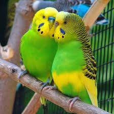 Bazigar birds care