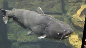 What Do Catfish Eat