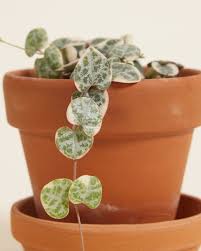 Image result for Ceropegia breviflora