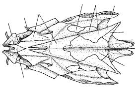 THREADFINS OF THE WORLD