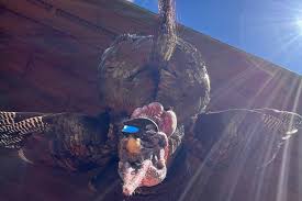 As New York turkey season comes to a wrap today I was sadly not able to  harvest a bird this season but was able to be part of a handful of of