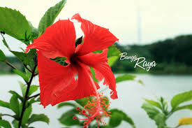 32 wallpaper pemandangan bunga teratai 30 gambar bunga cantik indah menawan comel wallpaper download 17 gambar bunga teratai paling c flowers plants rose. 5doudd Xs5jhmm