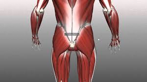 Ligaments, tendons, and muscles play an important role in the function of the hip. Muscles Of The Gluteal Region 3d Models Video Tutorials Notes Anatomyzone