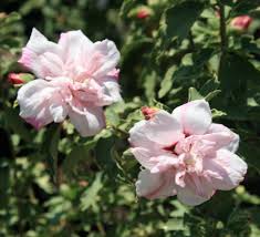 Image result for Hibiscus seineri