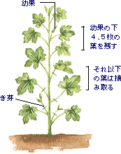 オクラ 家庭菜園 ｊａあいち三河