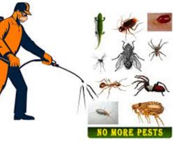 Placing smaller items in the freezer overnight is an effective control method. Looking For Termite Control Near Bradenton Termite Pest Control Pest Control Pest Control Services