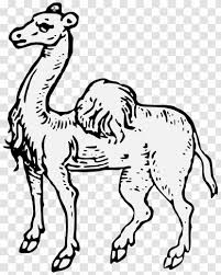 The following adaptations show that the camel is specially suited to live in the desert. Camel Image Clip Art Free Content Adaptation Posture Badge Transparent Png