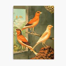 National norwich plainhead canary club. Norwich Canaries Cage Birds Art Prints Old Painting Antique Drawing Poster By Halleinstyle Redbubble