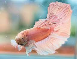Could be more than one reason, but the most common reasons betta's lose color and vibrancy is stress. Pink Betta Fish Fact 23 The Betta Fish Should Never Be Kept In A Small Fish Bowl They Love Lots Of Room To Swim Betta Betta Fish Fish