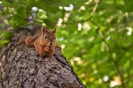 Time to get a new clock. 40 Best Squirrel Jokes That Are Just Nuts By Kidadl
