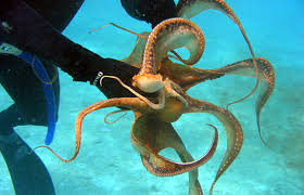 Octopus is a genus of cephalopod mollusc in the order octopoda. Can An Octopus Get To Know You Library Of Congress