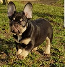 Best quality blue french bulldogs for sale, french bulldog puppies for sale akc registered. Die Farben Der Franzosischen Bulldogge Bataillon D Amour