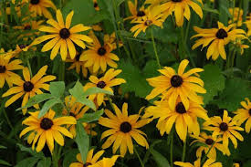 Image result for Rothia hirsuta