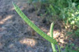 Image result for Senna occidentalis