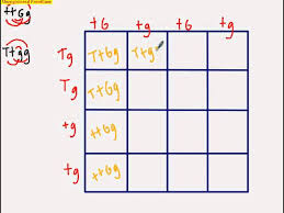 More complicated crosses can be made by looking at two or more genes. 2 Factor Crosses Punnett Squares Lessons Blendspace