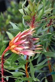 Image result for Protea