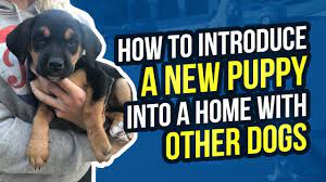 We did not find results for: How To Introduce A New Puppy Into A Home With Other Dogs Youtube
