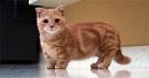 Munchkin Cat Breed: Are Short Legged Cats Cute Or Cruel ...