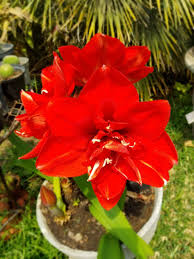 Image result for Marquesia macroura