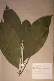 Image result for Sorindeia juglandifolia