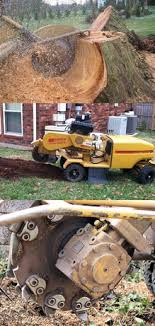 Maybe you would like to learn more about one of these? Houston Stump Grinding Removal Tree Company The Rain Co The Rain Co