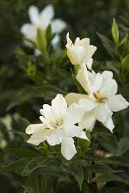 Gardenia jasminoides 'frostproof', fragrant cold hardy blooms, deer the frostproof gardenia features a more upright habit that supports shiny, dark. Frostproof Gardenia
