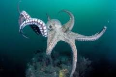 Image result for how many hearts does an octopus have