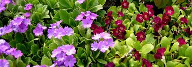 Image result for Primula x pubescens