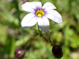 Image result for Sisyrinchium micranthum