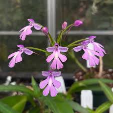 Image result for Habenaria coeloglossoides