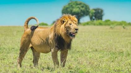 Lions are plentiful in the Maasai Mara, but sighting quality depends on where you stay., AI generated