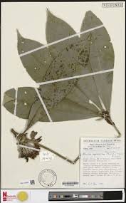 Image result for Ritchiea