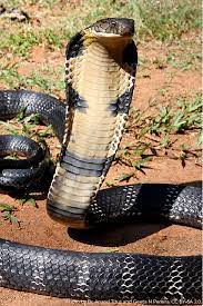 The Famous King Cobra Can Grow Over 18 Feet Long Making It The World S Longest Venomous Snake They Are So Tall They Ca King Cobra Snake Snake Images Animals