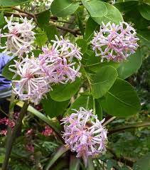 8 september at 01:06 ·. Dais Cotinifolia Pompon Tree Kanabas Sun Trees