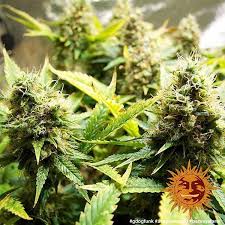 In 12 seedbanks, we found 45 offers between eur 6.32 for 1 feminized seed and eur 575.35 for 100 feminized seeds. Acapulco Gold Cannabis Seeds Barneys Farm