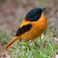 Orange Birds Of Western Washington Pin On Birds