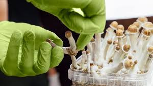 Sep 24, 2020 · one of the easiest ways to cultivate mushrooms is by using a mushroom grow kit. Magic Mushroom Therapy Found Effective For Treating Depression