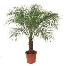 36 Group 1 Palms Ideas Plants Indoor Plants House Plants
