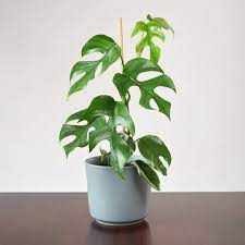 Mini Monstera Care Instructions Philodendron Plant Indoor Plants Plants