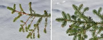 We did not find results for: Effects Of The Needle Bladder Rust Chrysomyxa Rhododendri On Norway Spruce Implications For Subalpine Forests Springerlink